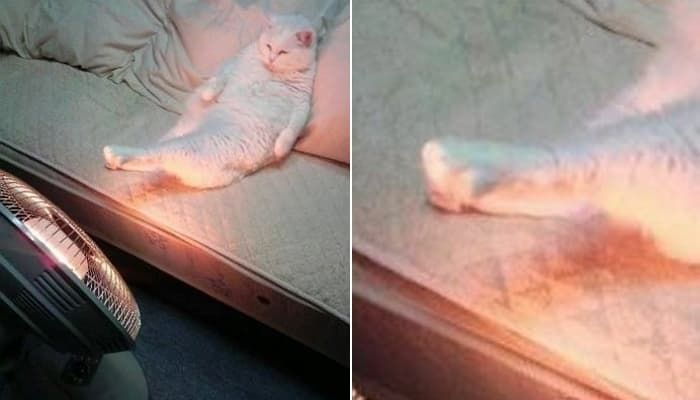 애니멀플래닛
