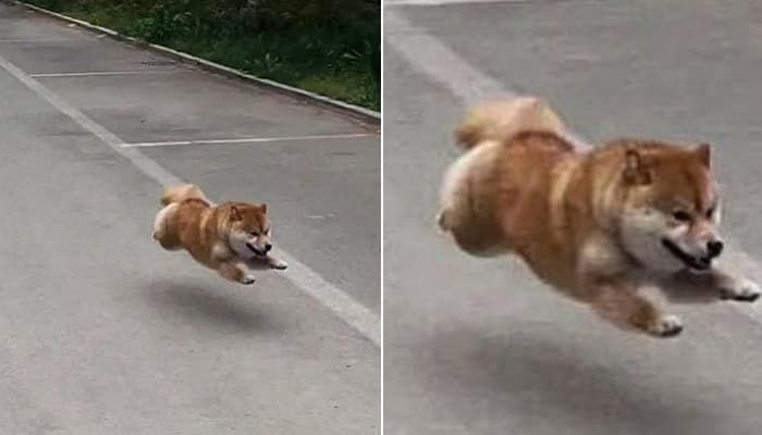 애니멀플래닛
