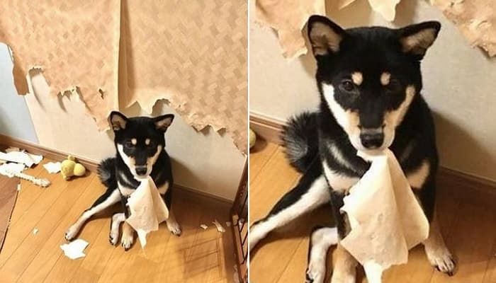 애니멀플래닛