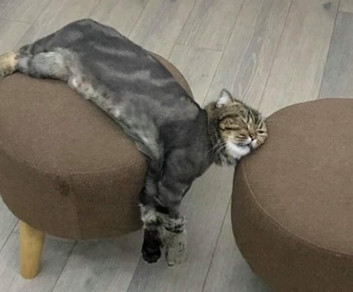애니멀플래닛