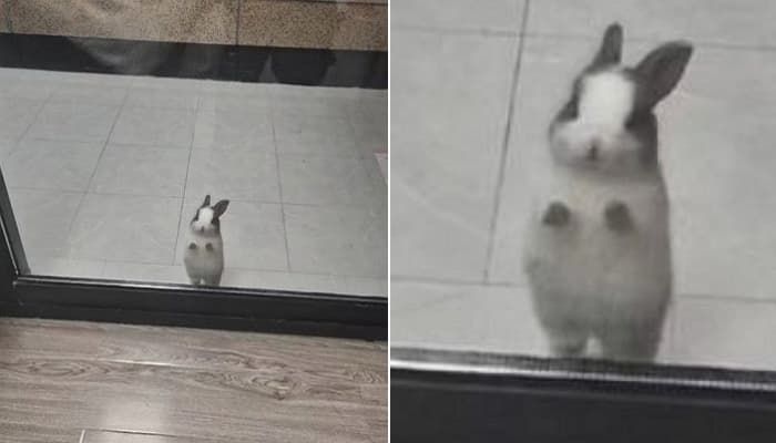애니멀플래닛