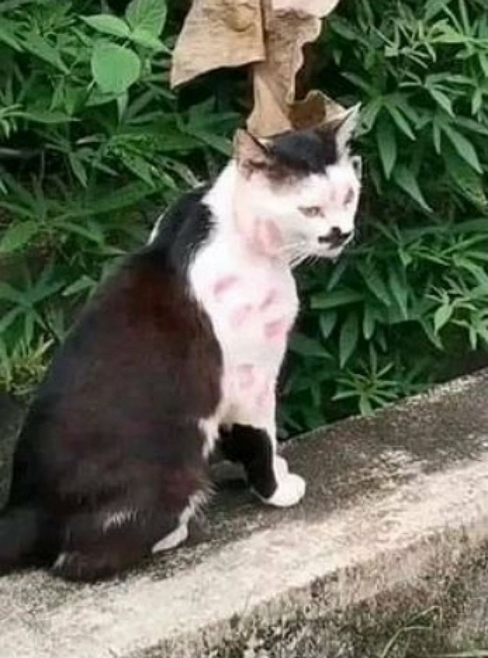 애니멀플래닛