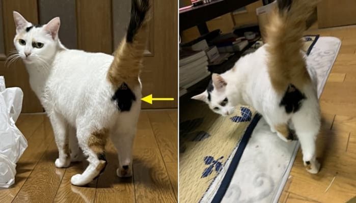 애니멀플래닛