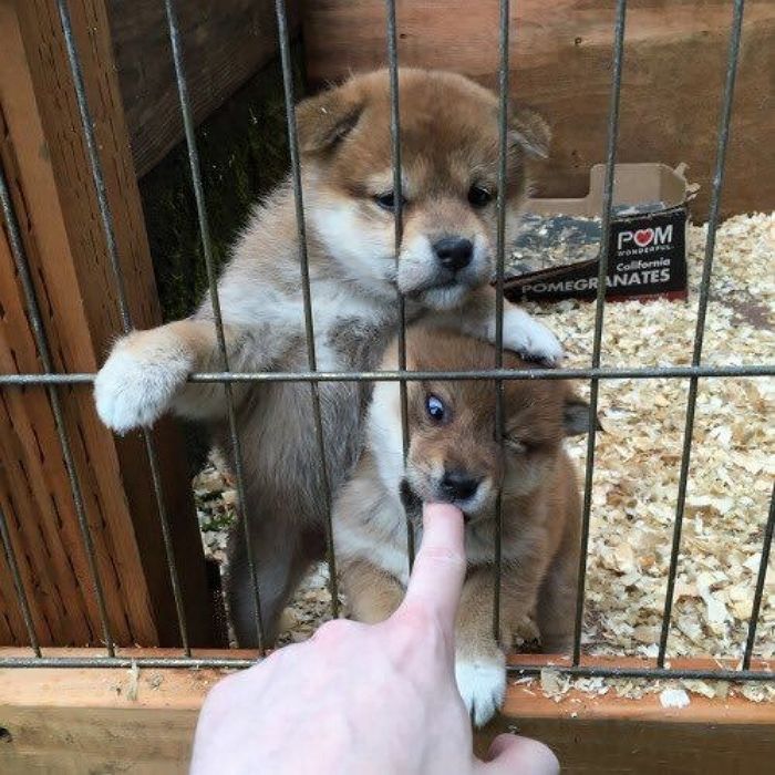 애니멀플래닛