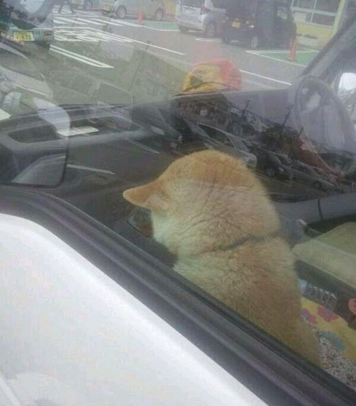 애니멀플래닛