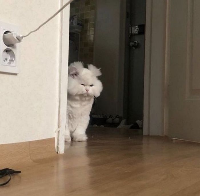애니멀플래닛
