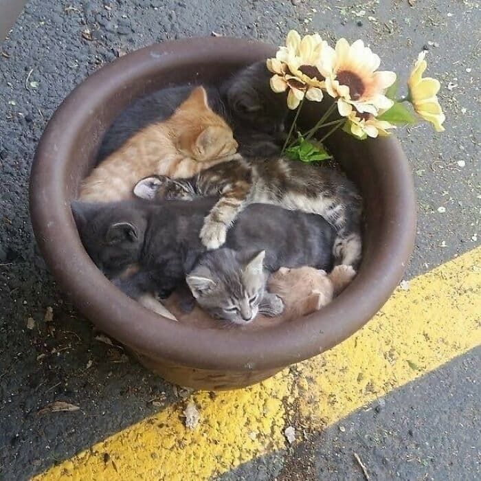 애니멀플래닛