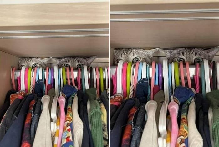 애니멀플래닛