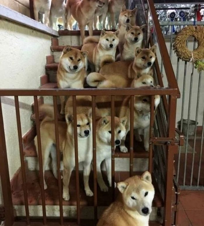 애니멀플래닛