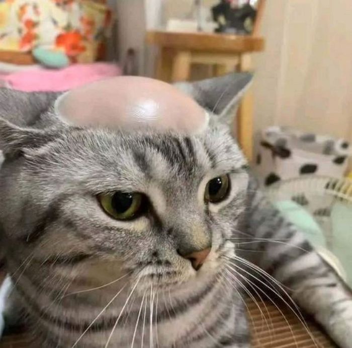 애니멀플래닛
