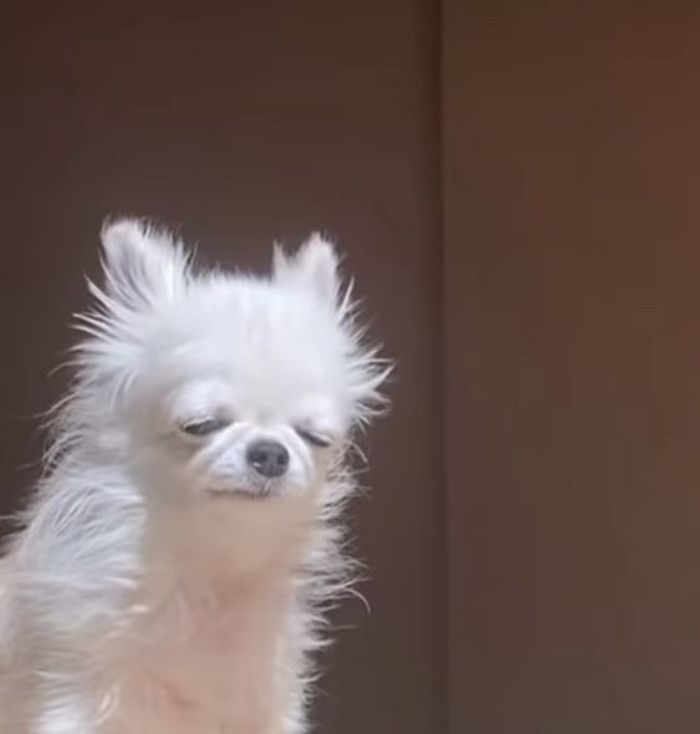 애니멀플래닛