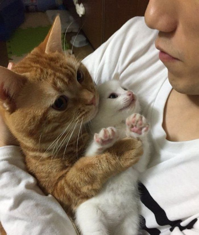 애니멀플래닛
