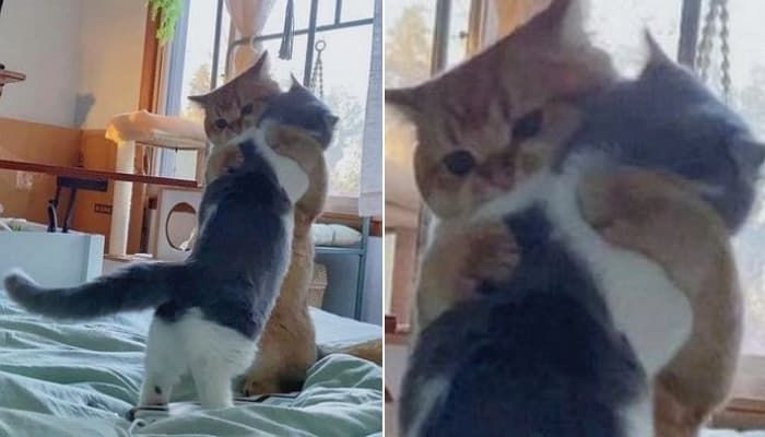애니멀플래닛