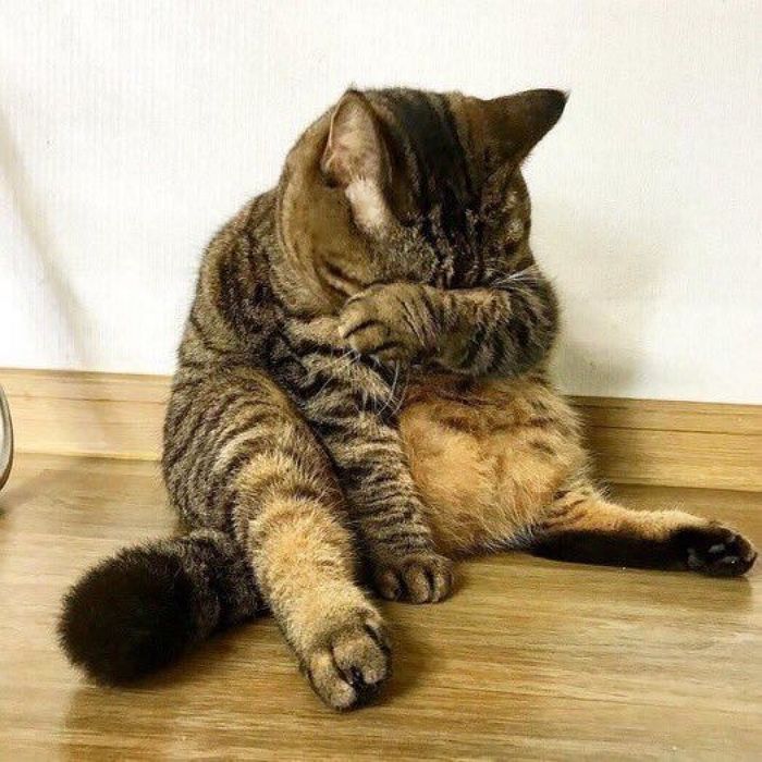 애니멀플래닛