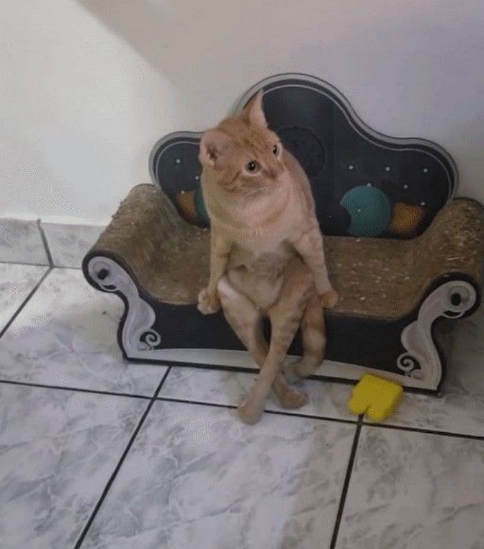 애니멀플래닛