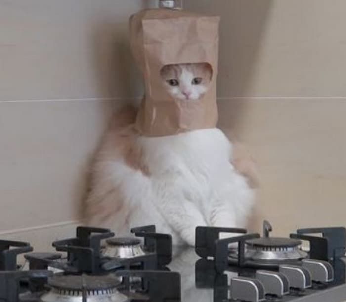 애니멀플래닛