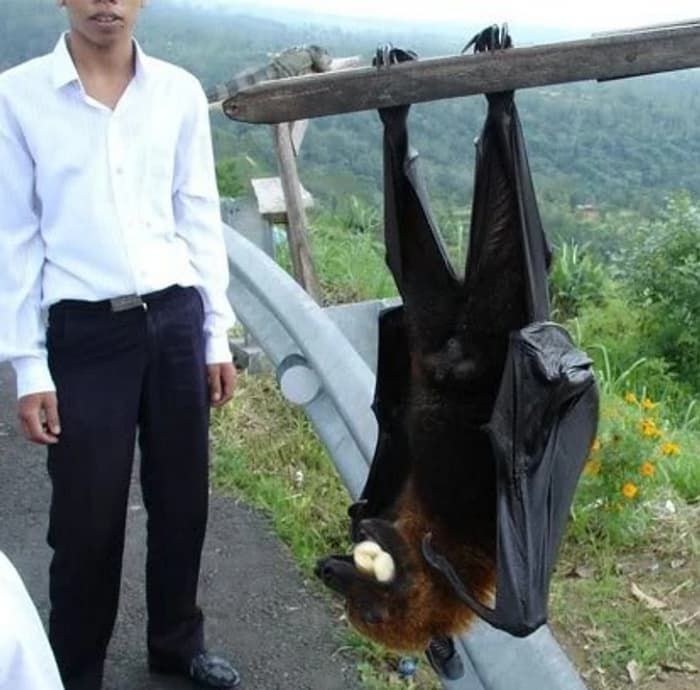 애니멀플래닛