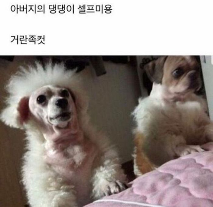 애니멀플래닛
