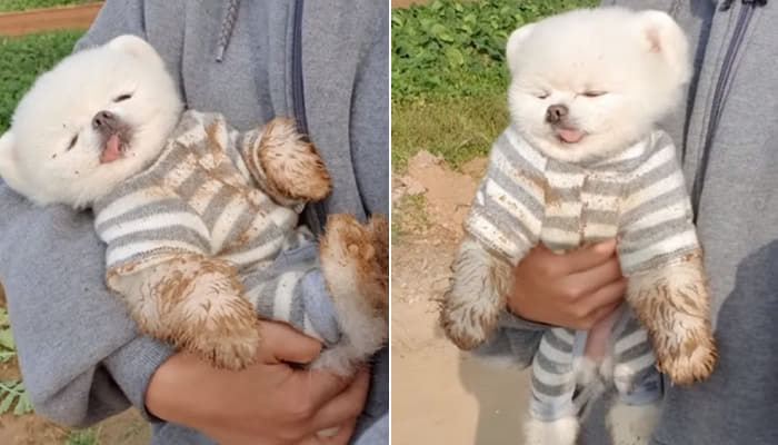 애니멀플래닛