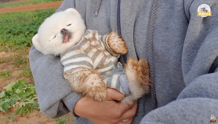 애니멀플래닛