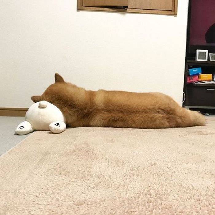 애니멀플래닛