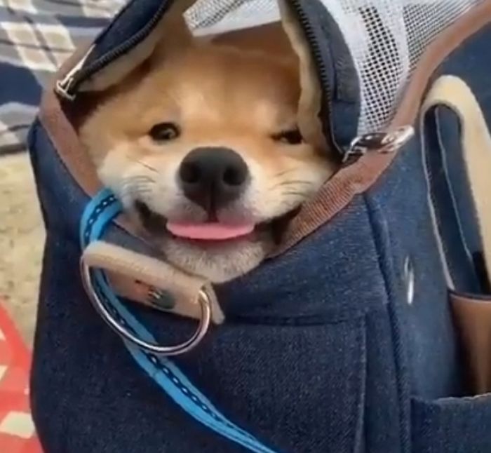 애니멀플래닛