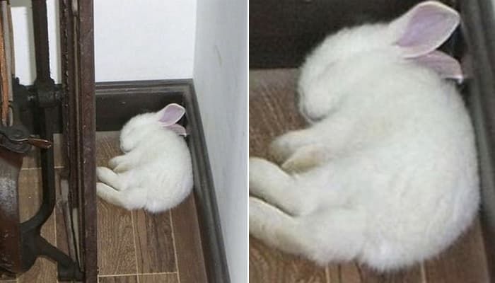 애니멀플래닛