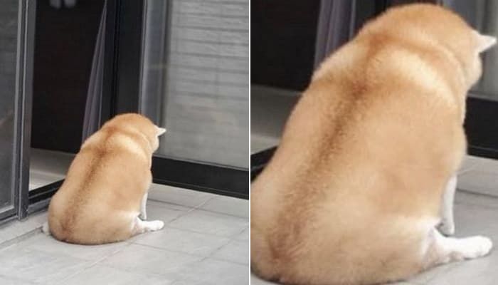 애니멀플래닛
