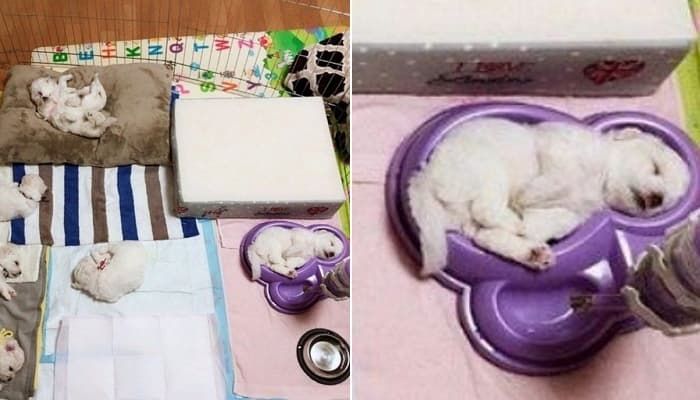 애니멀플래닛