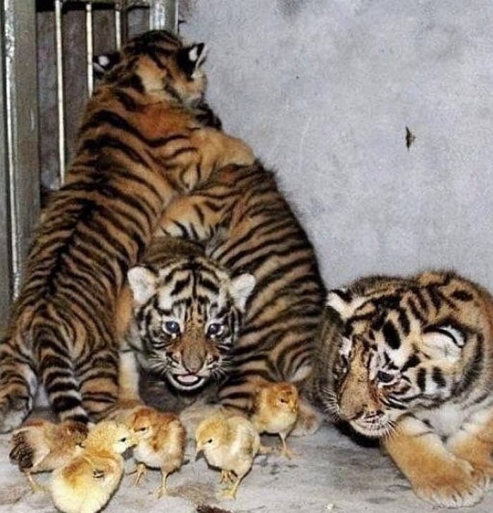 애니멀플래닛
