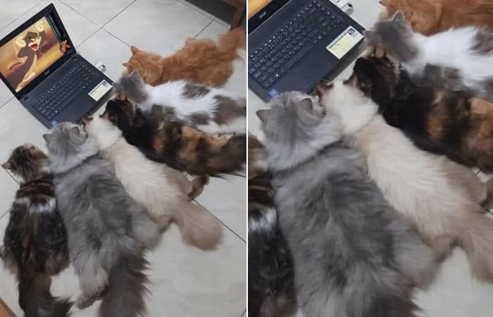 애니멀플래닛