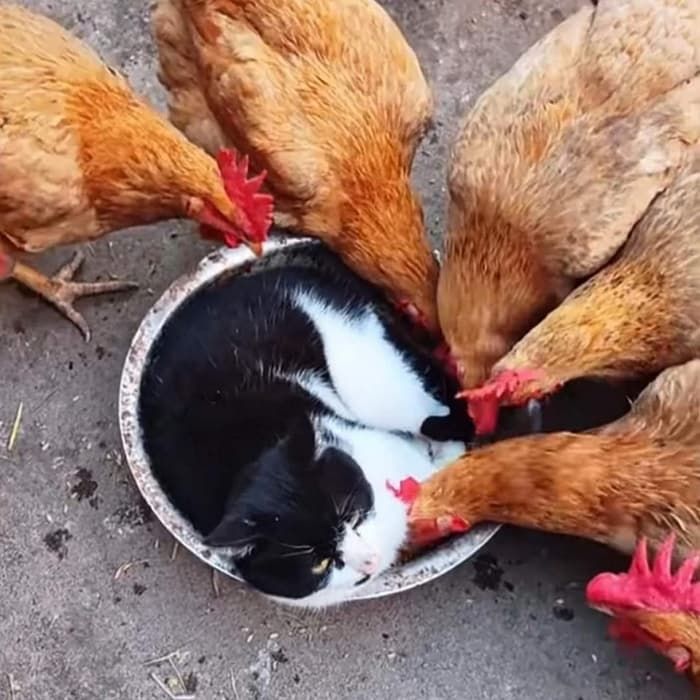 애니멀플래닛