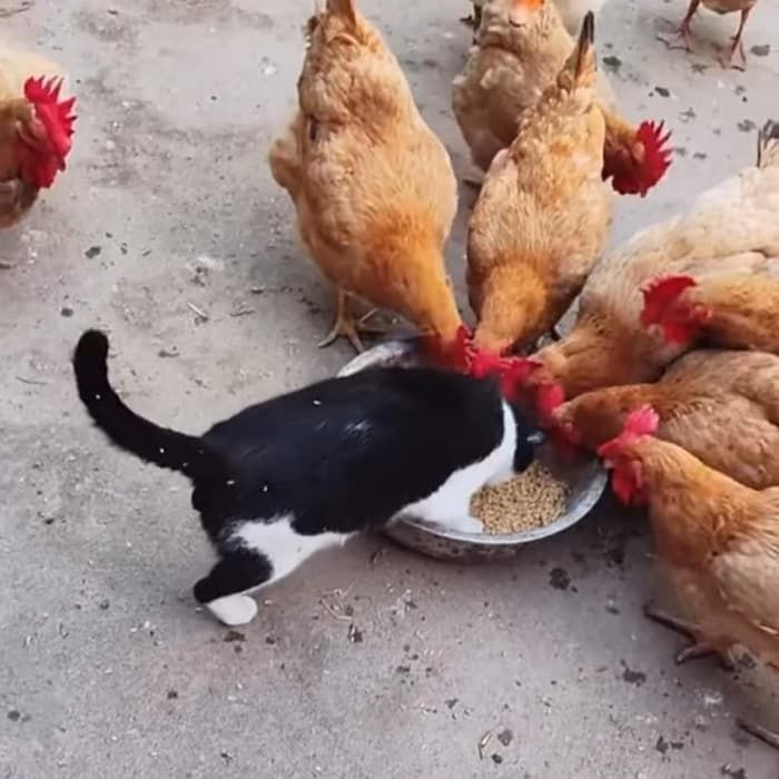 애니멀플래닛