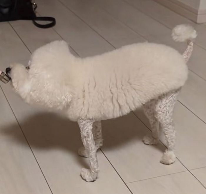 애니멀플래닛