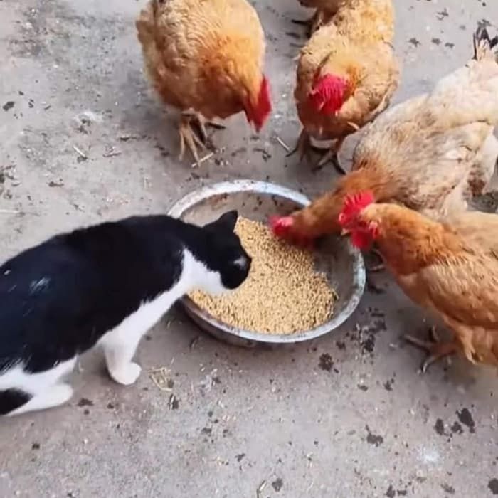 애니멀플래닛