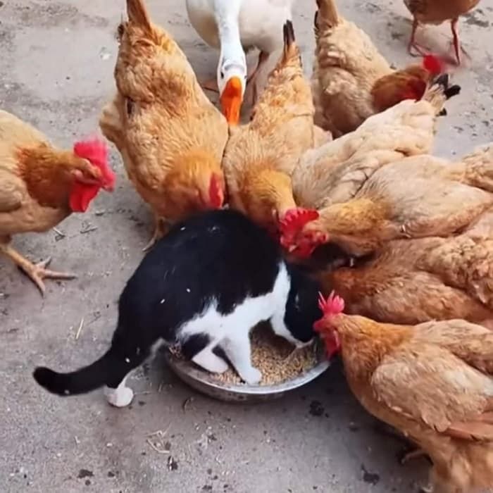 애니멀플래닛