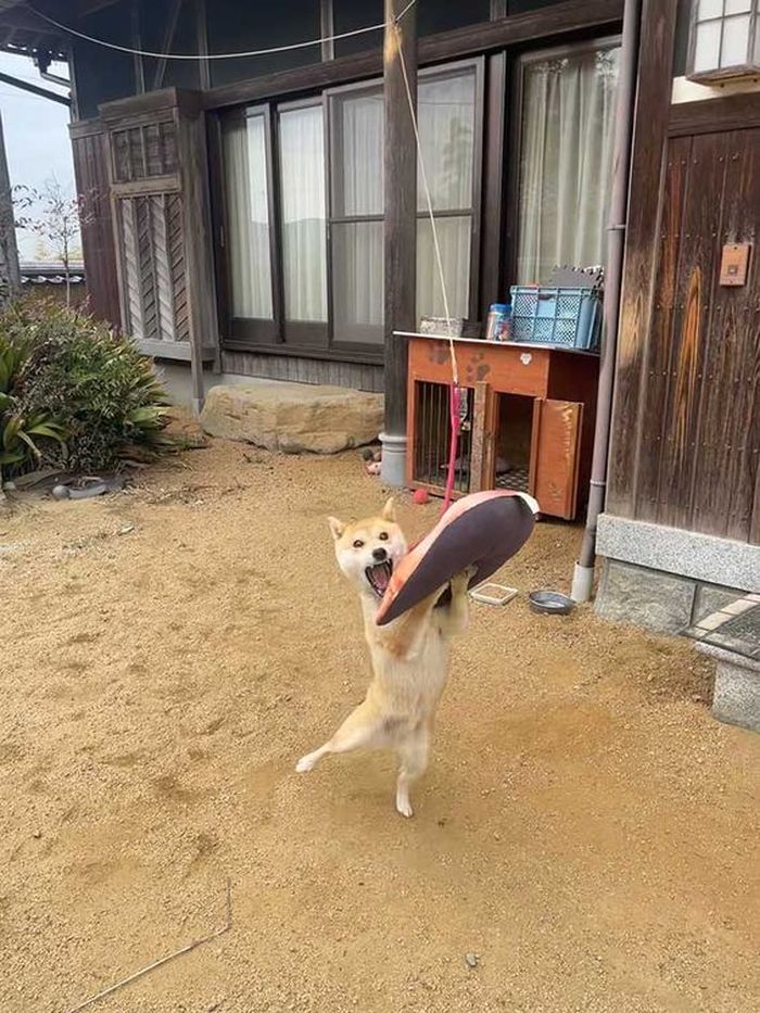 애니멀플래닛