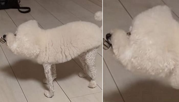 애니멀플래닛