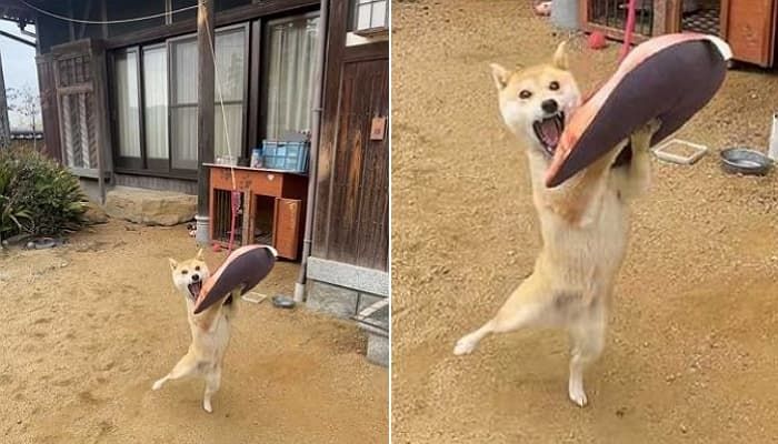 애니멀플래닛