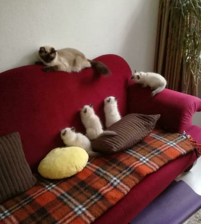 애니멀플래닛