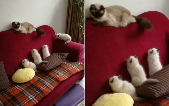 애니멀플래닛