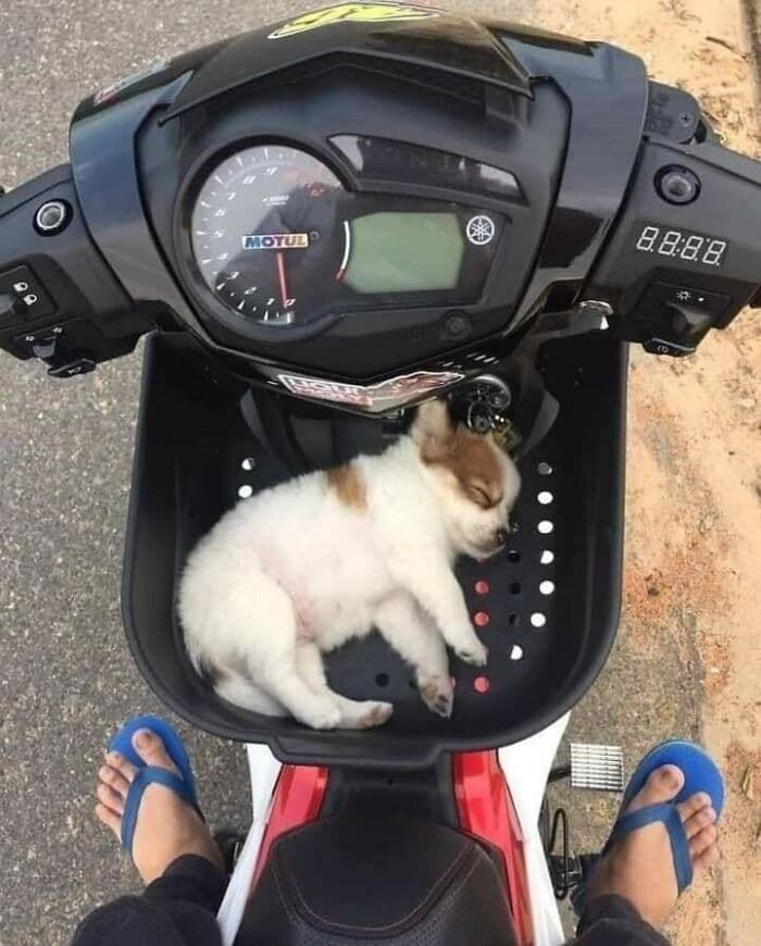 애니멀플래닛
