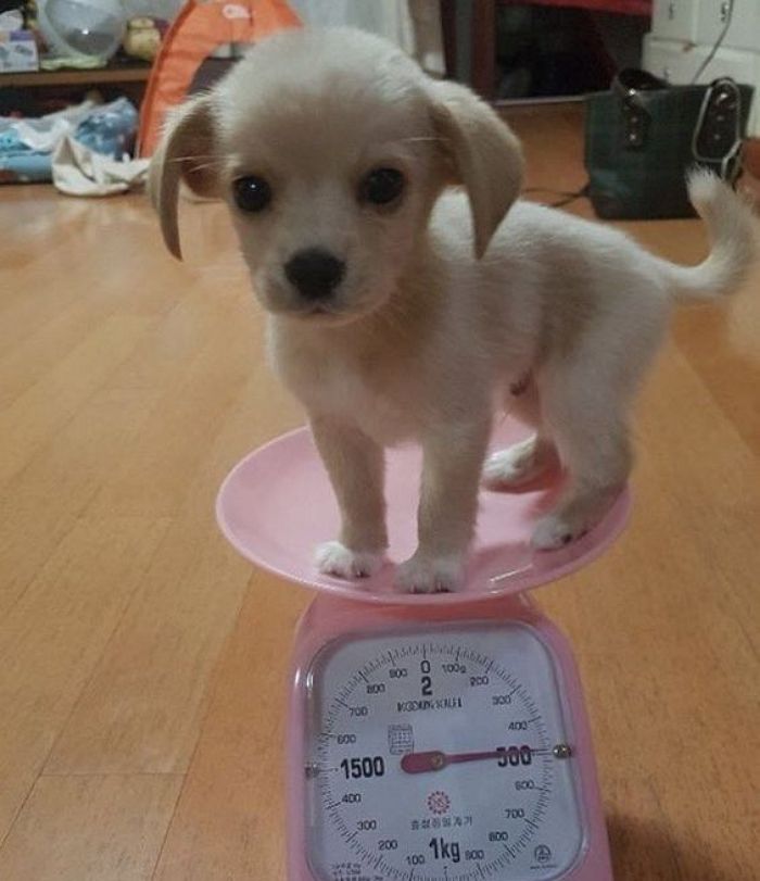 애니멀플래닛