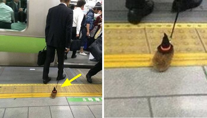 애니멀플래닛