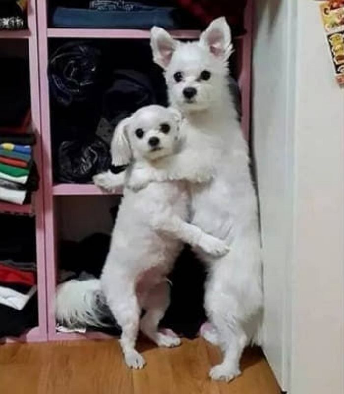 애니멀플래닛