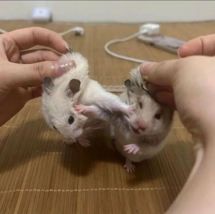 애니멀플래닛