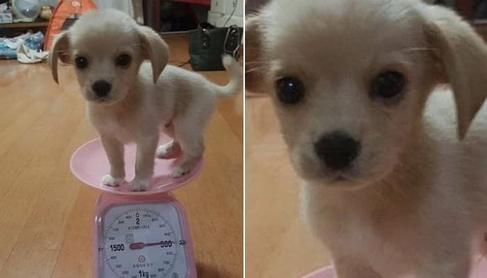 애니멀플래닛