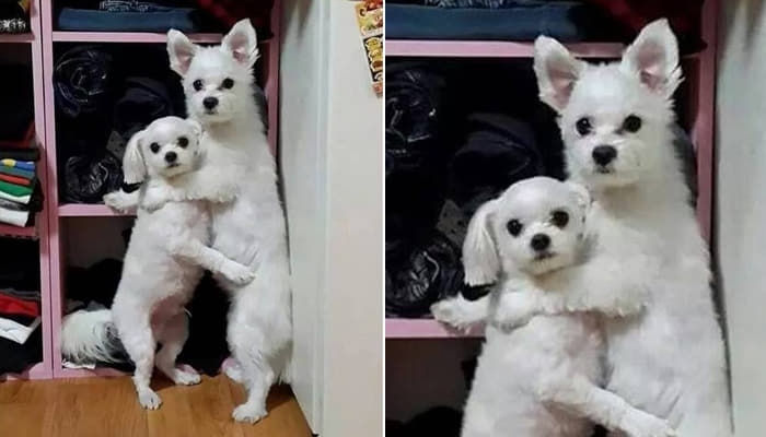 애니멀플래닛