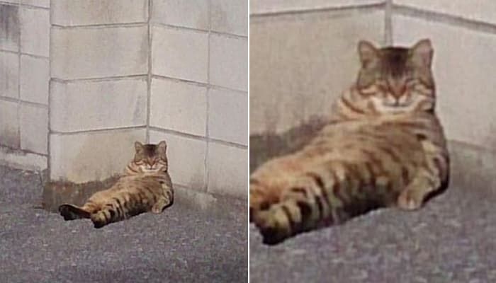 애니멀플래닛