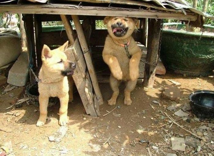 애니멀플래닛